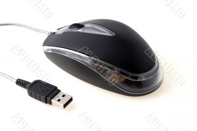 mouse on a white background