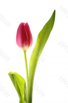 Tulip