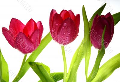 Tulips