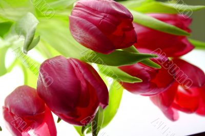Tulips