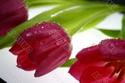 Tulips