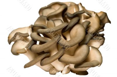 Gray pleurotus