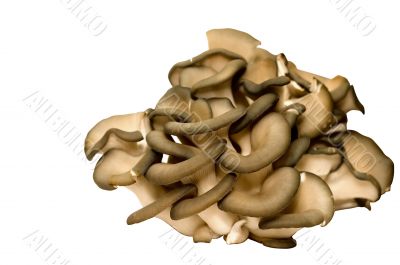 Gray pleurotus