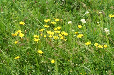 Meadow / Wild Flowers / summer background