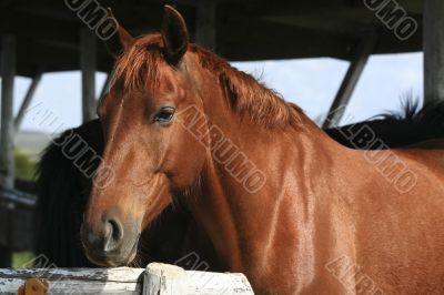 brown horse portrait