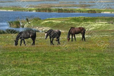 horses on the meadow