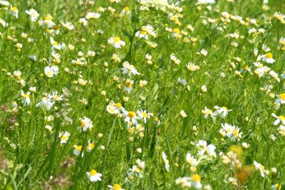 Meadow / Wild Flowers / summer background