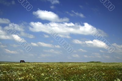 Real meadow and sky / summer  background / grazed horse