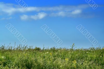 Real meadow and sky / summer background