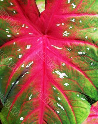 colored leaf