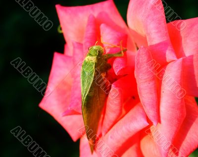 rose and bug