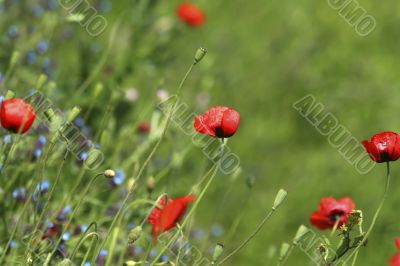 Poppy Field / Meadow  Flowers / summer background