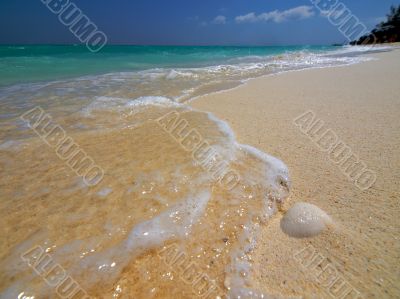 Shell on a tropical beach