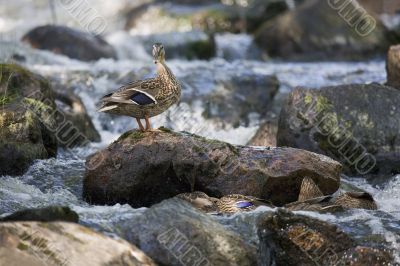 Wild Ducks