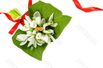 Snowdrops
