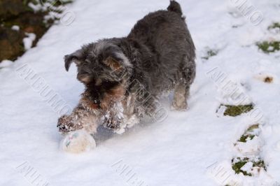 miniature schnauzer