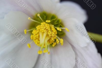 hellebore
