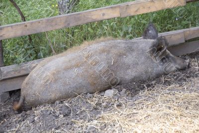 Mangalitza Pig