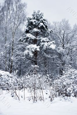 Snowy weather in the forest