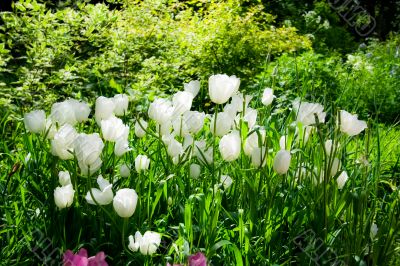 white tulips