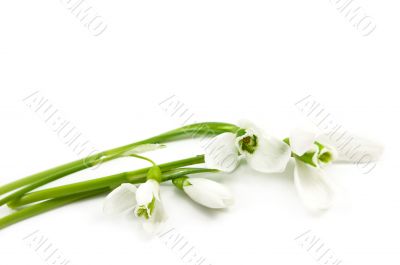 Snowdrops