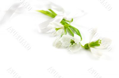 Bouquet of snowdrops