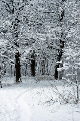 Winter Trees