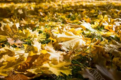 Fall