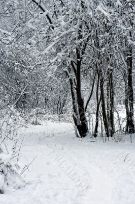 White Snow