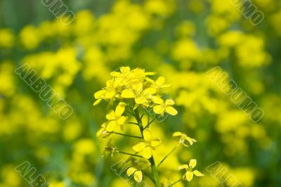 yellow flowers