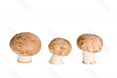 mushrooms