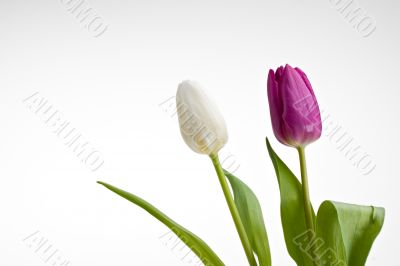 tulips