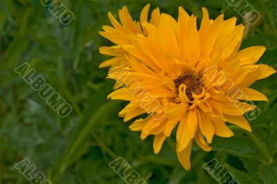 yellow flower