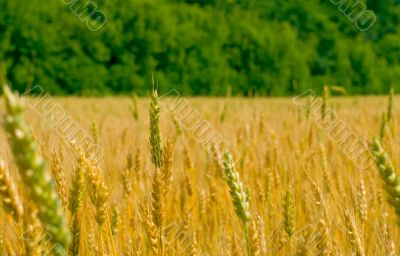 field of wheat