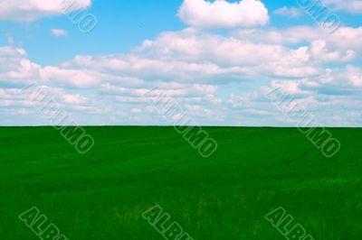 field and blue sky