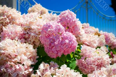 Heart made of flowers