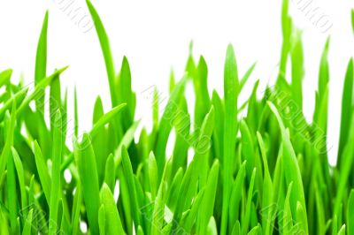Fresh green grass