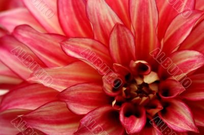 Dahlia
