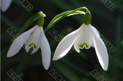 Snowdrop (Galanthus)