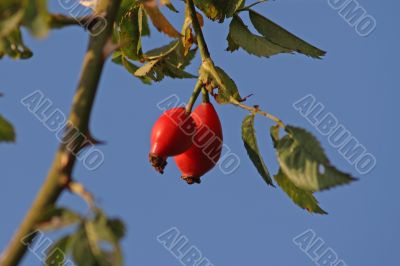 rose hip