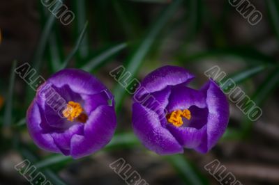crocus