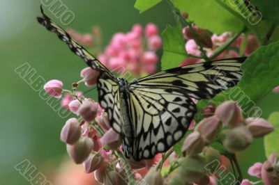 Rice Paper butterfly (Idea leuconoe)