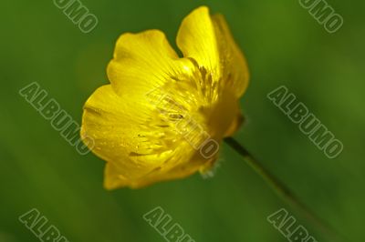 Buttercup flower (Ranunculus acris)