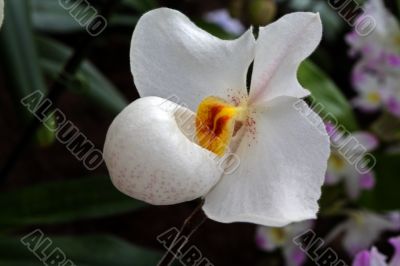 Paphiopedilum Orchid