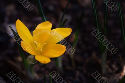 crocus