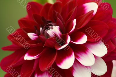 Dahlia