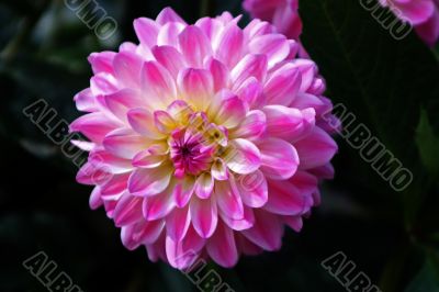 Dahlia
