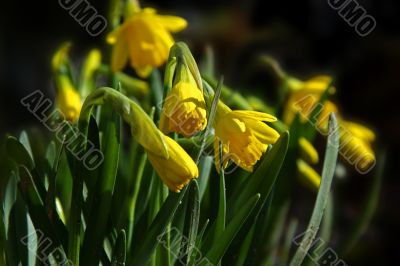 narcissus
