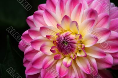 Dahlia