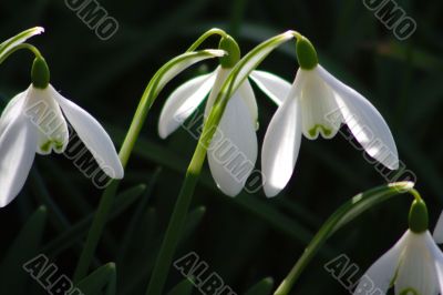 Snowdrop (Galanthus)